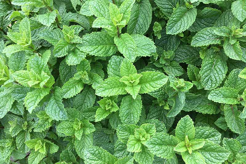 Mint