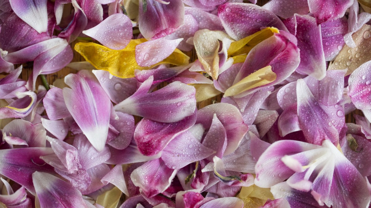 Rose petals